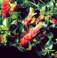 Beloperone guttata